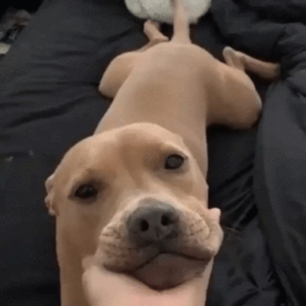 Meet your Posher, Peter